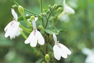 白鶴霊芝ティー